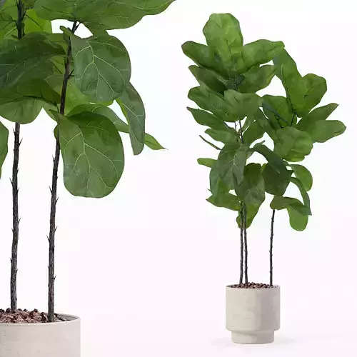 Ficus lyrata in modern flower pot