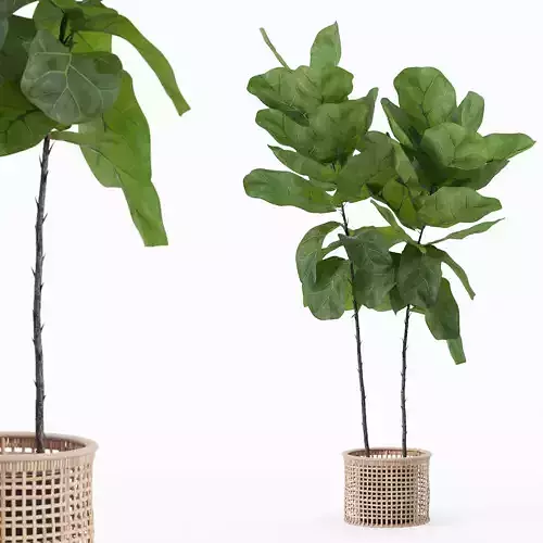 Ficus lyrata in modern flower pot