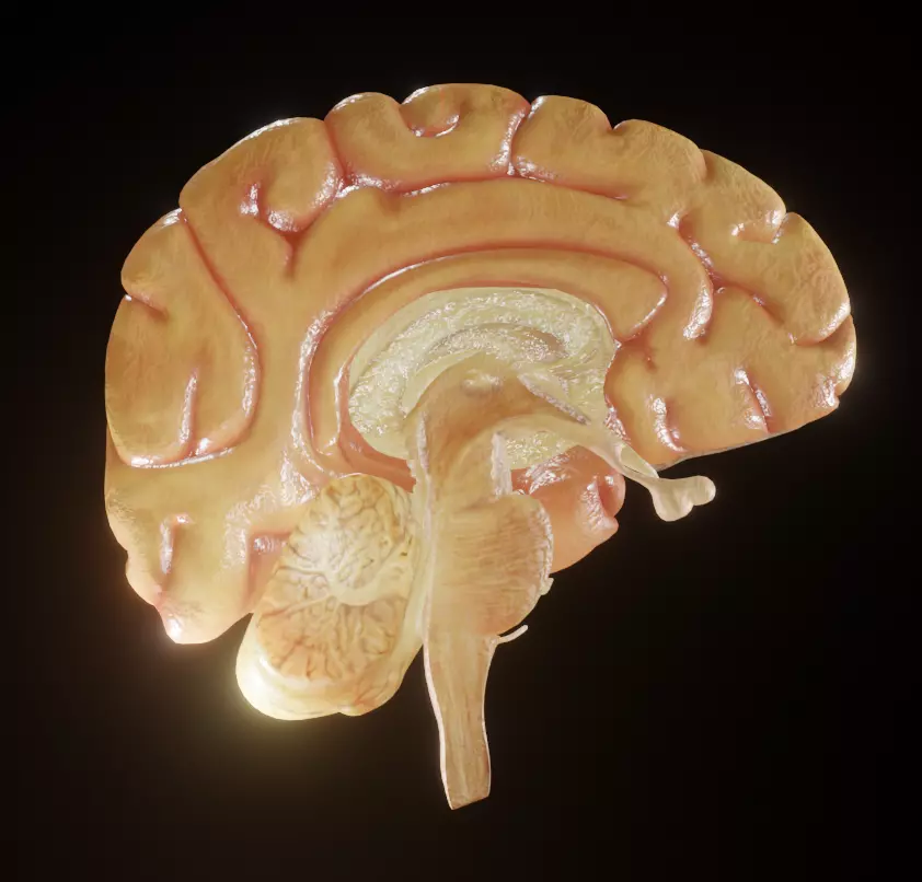 Realistic Human Brain 3D Model Anatomical Accuracy Low-poly 3D model