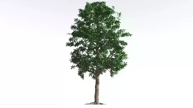 EVERYPlant Glossopteris 1 --20 Models-- 3D model
