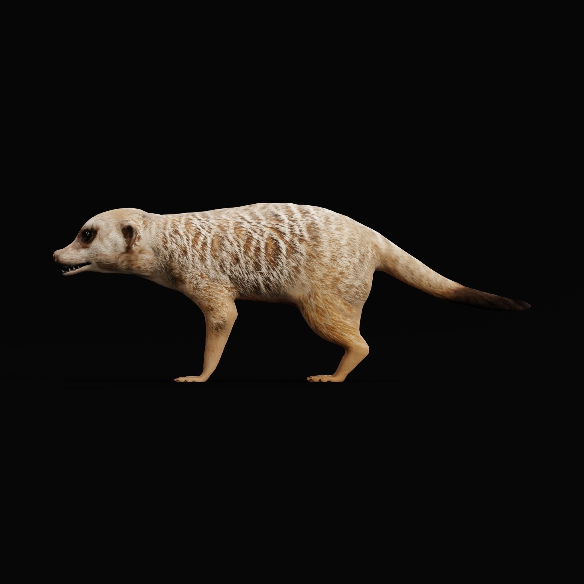 Slender Tailed Meerkat Mongoose 3D model_3