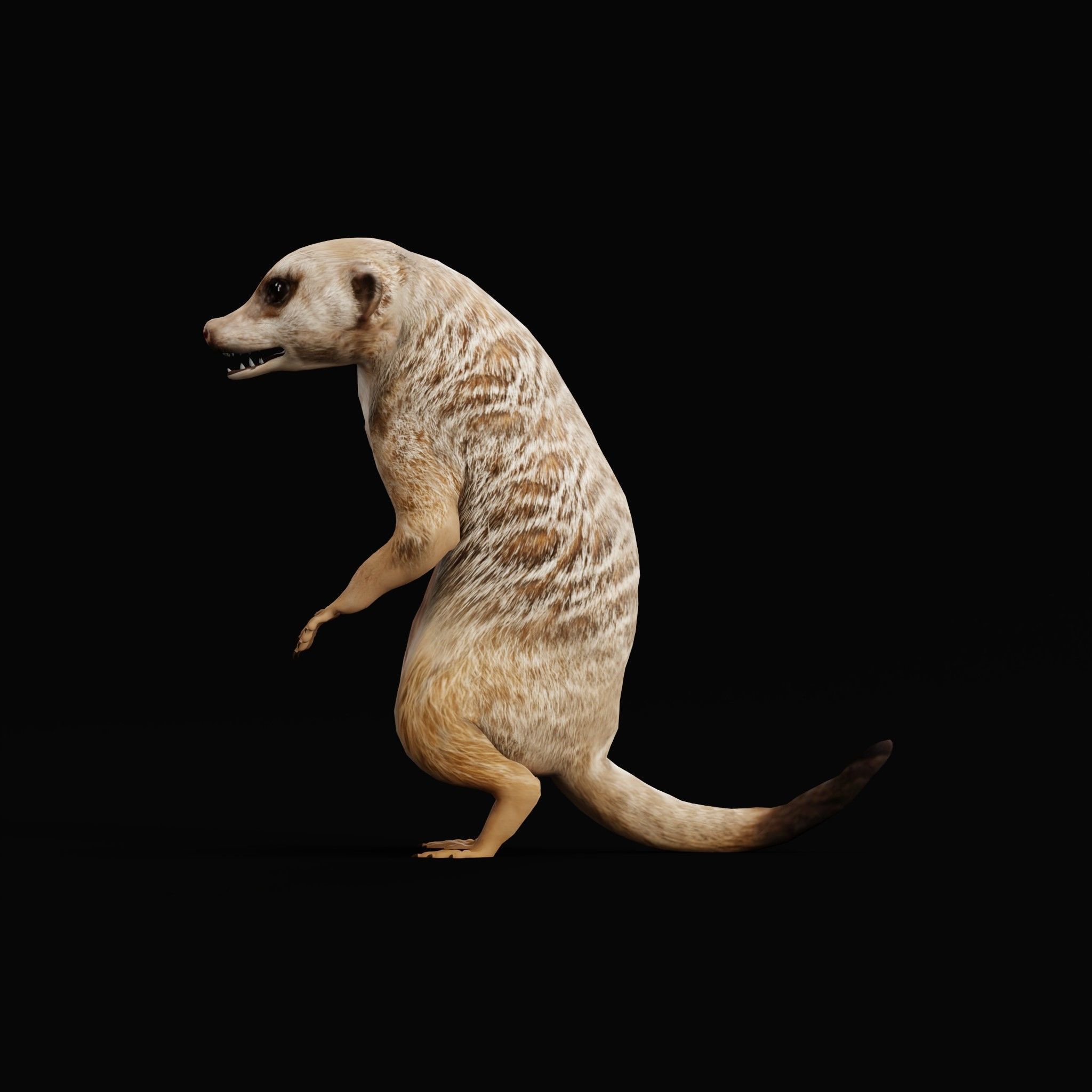 Slender Tailed Meerkat Mongoose 3D model_7