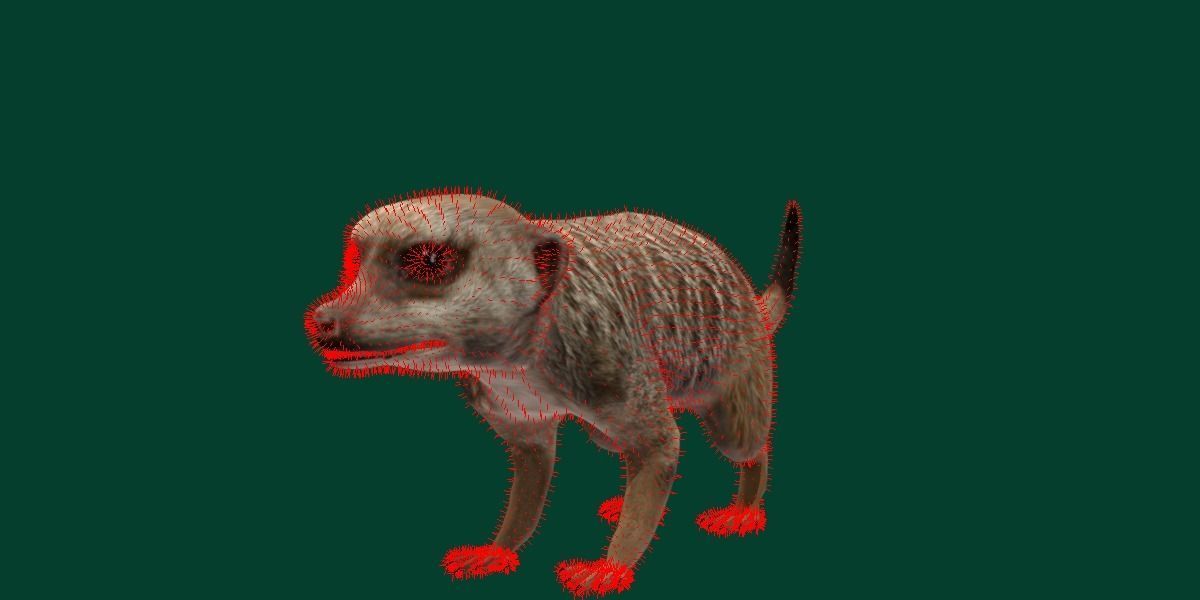 Slender Tailed Meerkat Mongoose 3D model_13