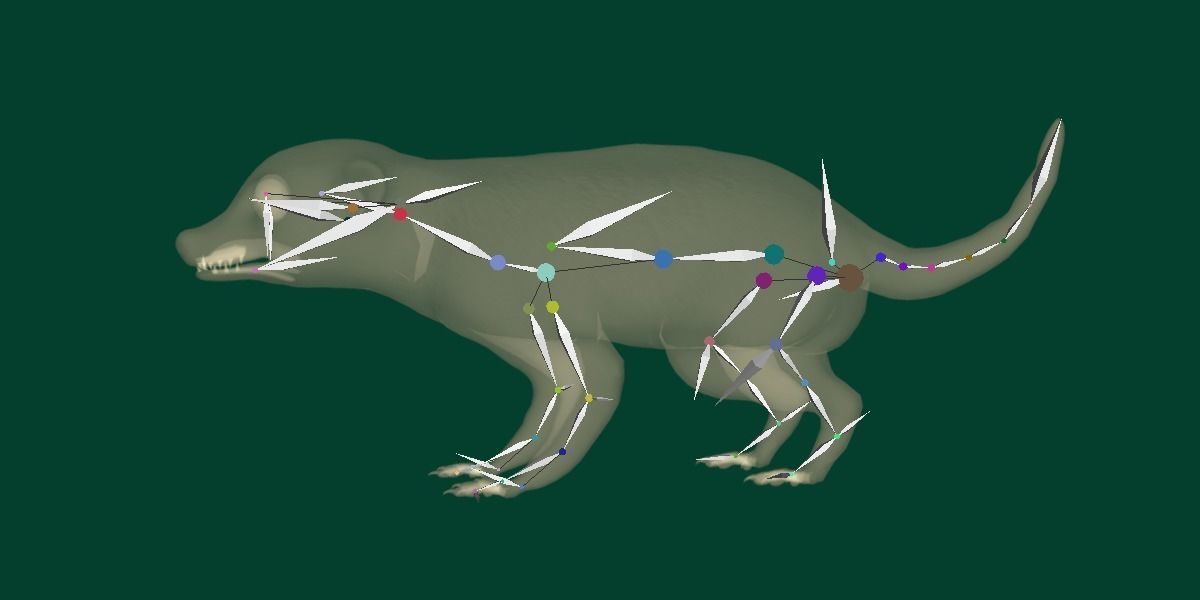 Slender Tailed Meerkat Mongoose 3D model_19