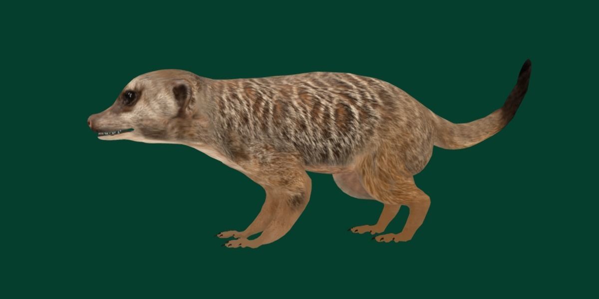 Slender Tailed Meerkat Mongoose 3D model_21