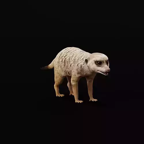 Slender Tailed Meerkat Mongoose 3D model