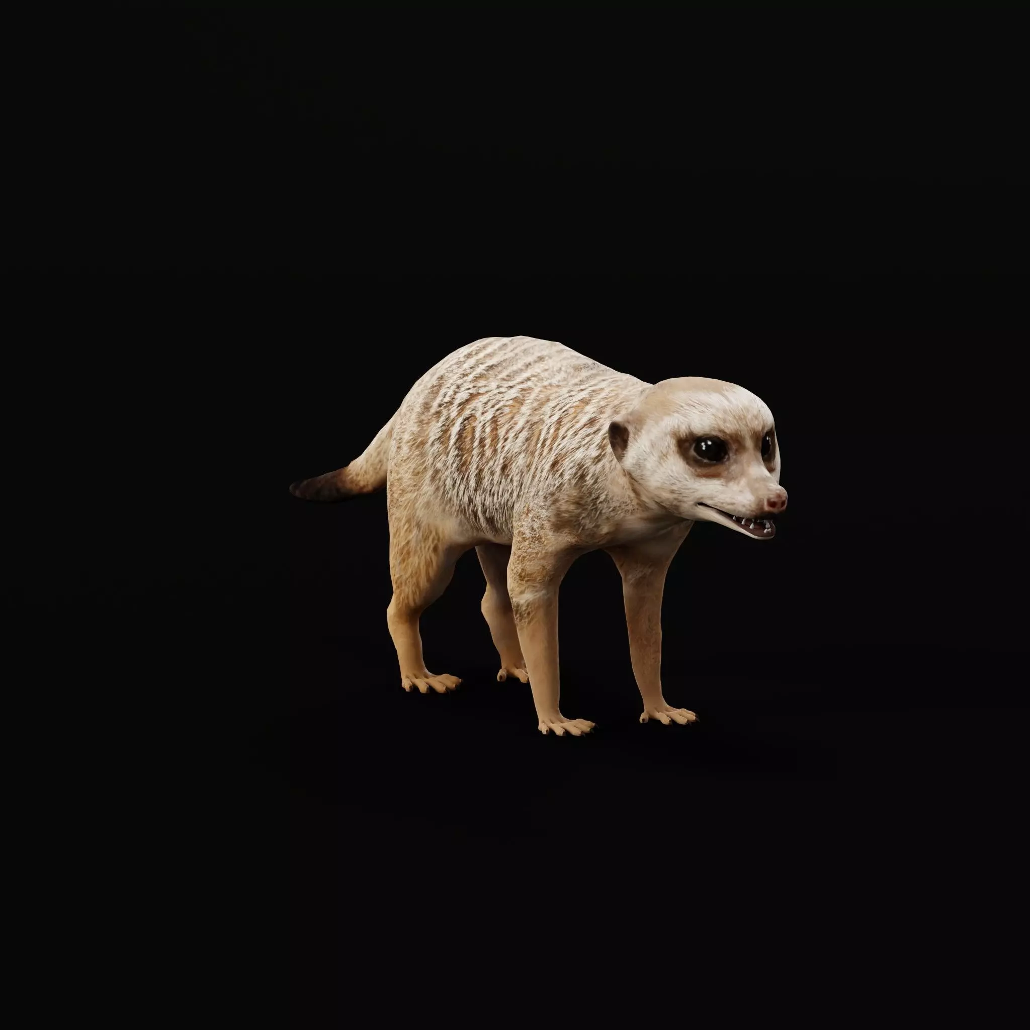 Slender Tailed Meerkat Mongoose 3D model_0