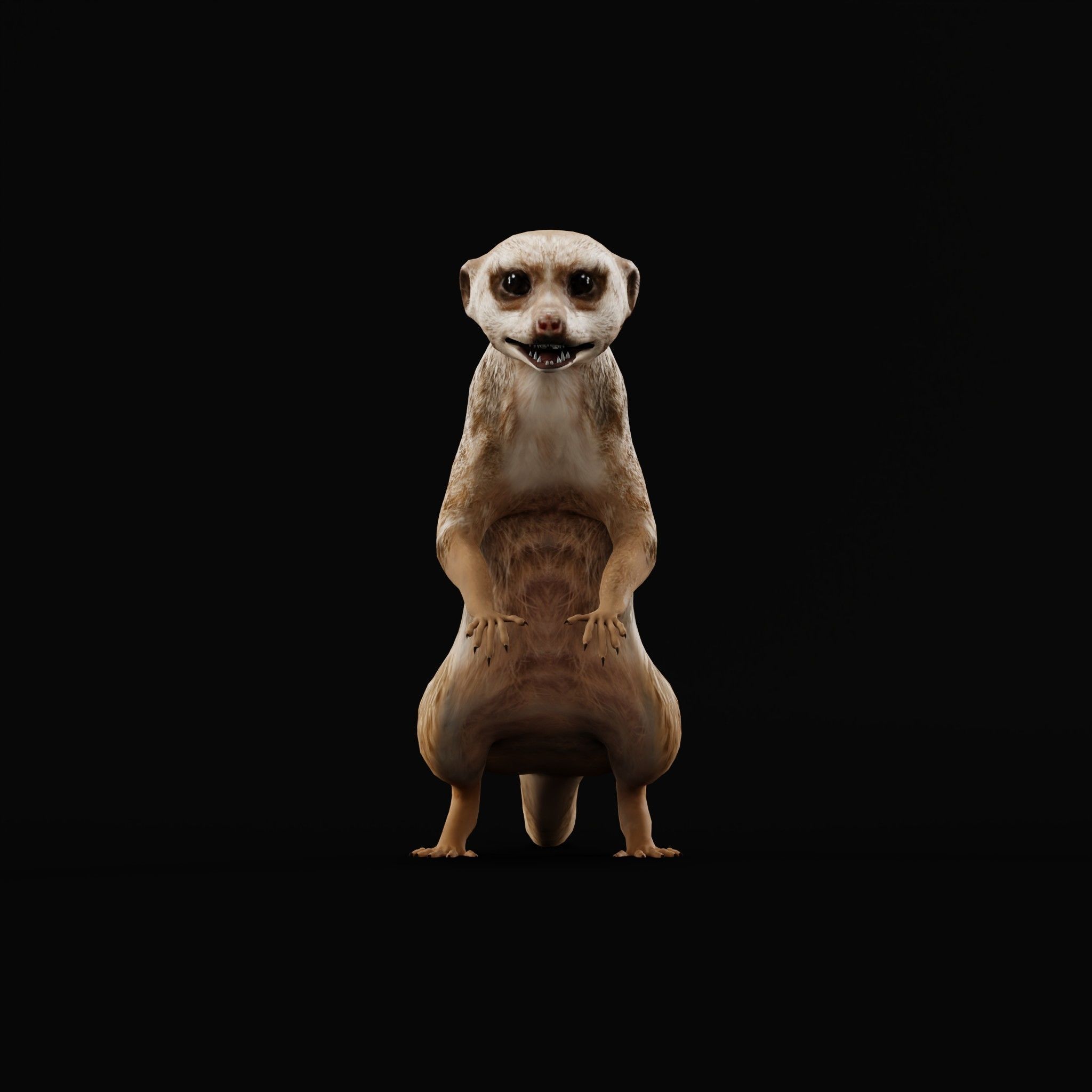Slender Tailed Meerkat Mongoose 3D model_6