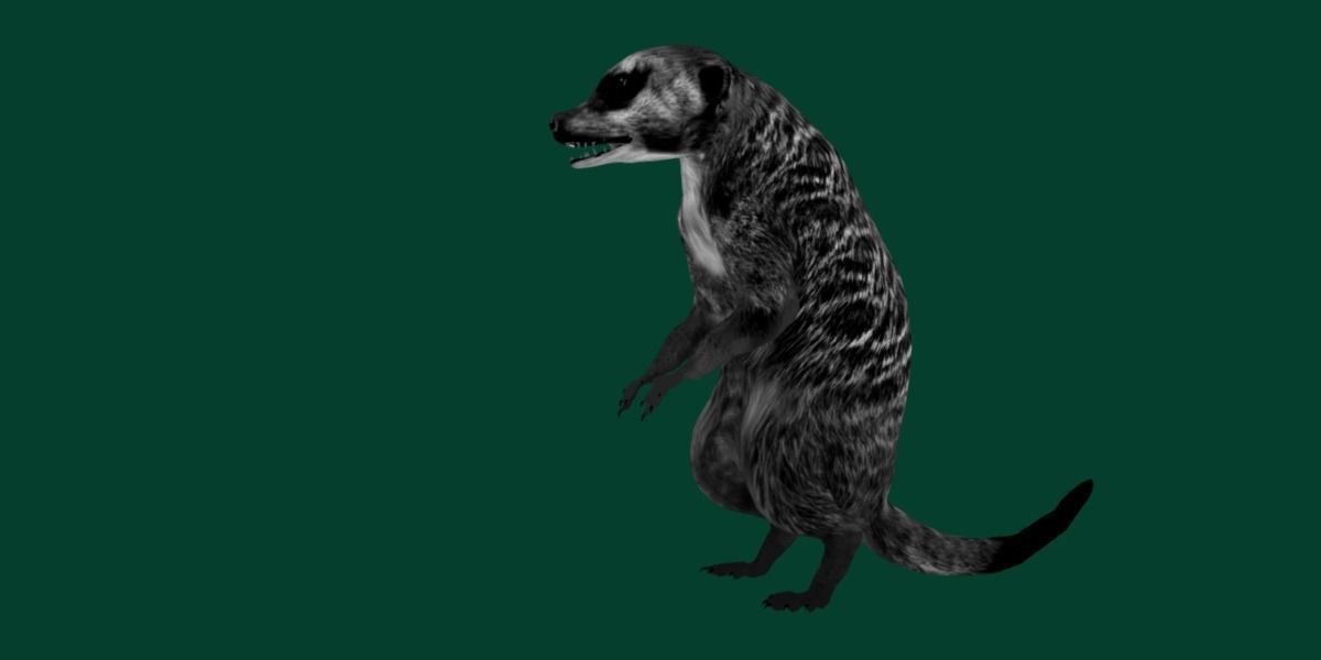Slender Tailed Meerkat Mongoose 3D model_24
