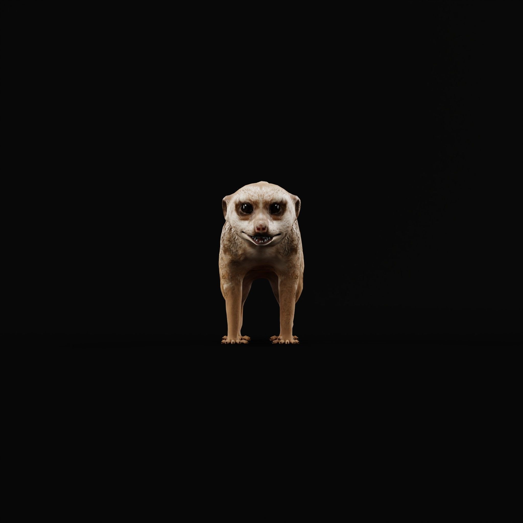 Slender Tailed Meerkat Mongoose 3D model_2