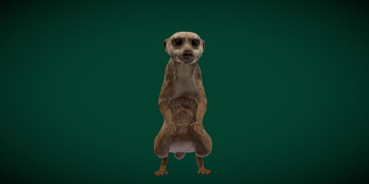 Slender Tailed Meerkat Mongoose 3D model_8