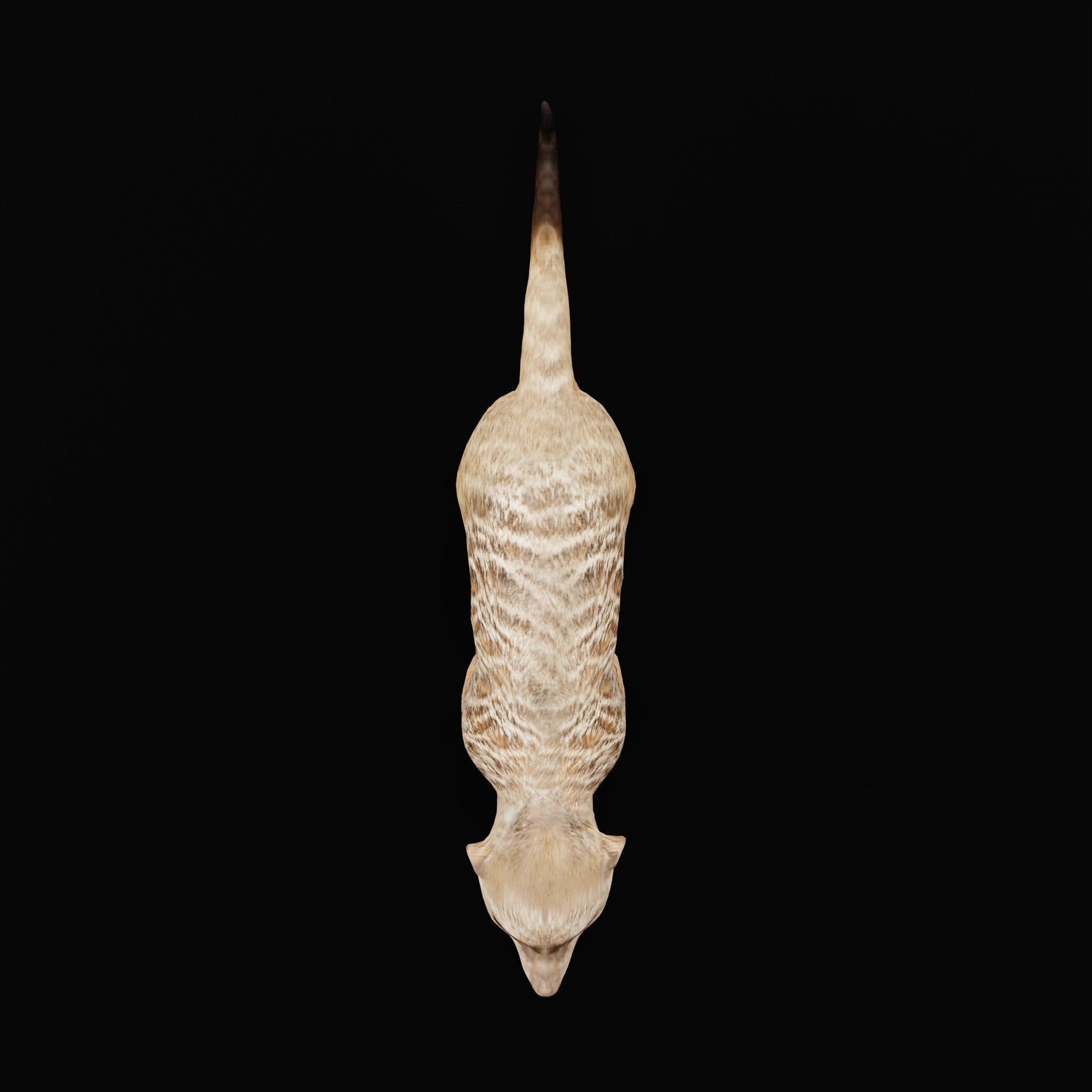 Slender Tailed Meerkat Mongoose 3D model_4