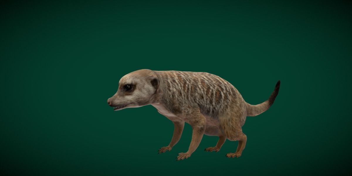 Slender Tailed Meerkat Mongoose 3D model_17