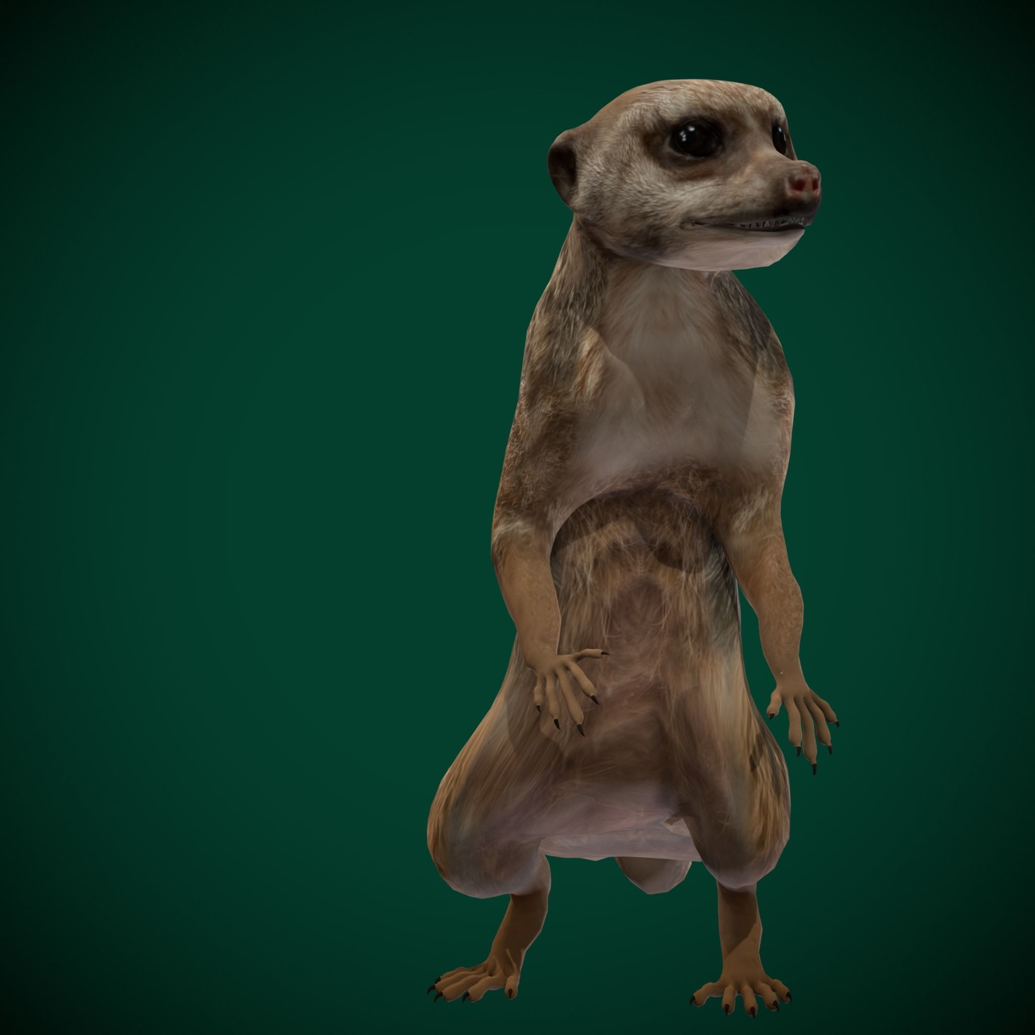 Slender Tailed Meerkat Mongoose 3D model_16