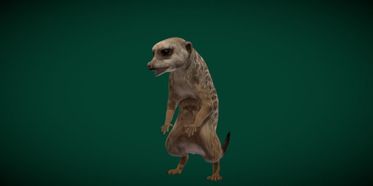 Slender Tailed Meerkat Mongoose 3D model_25