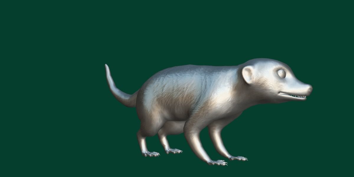Slender Tailed Meerkat Mongoose 3D model_10