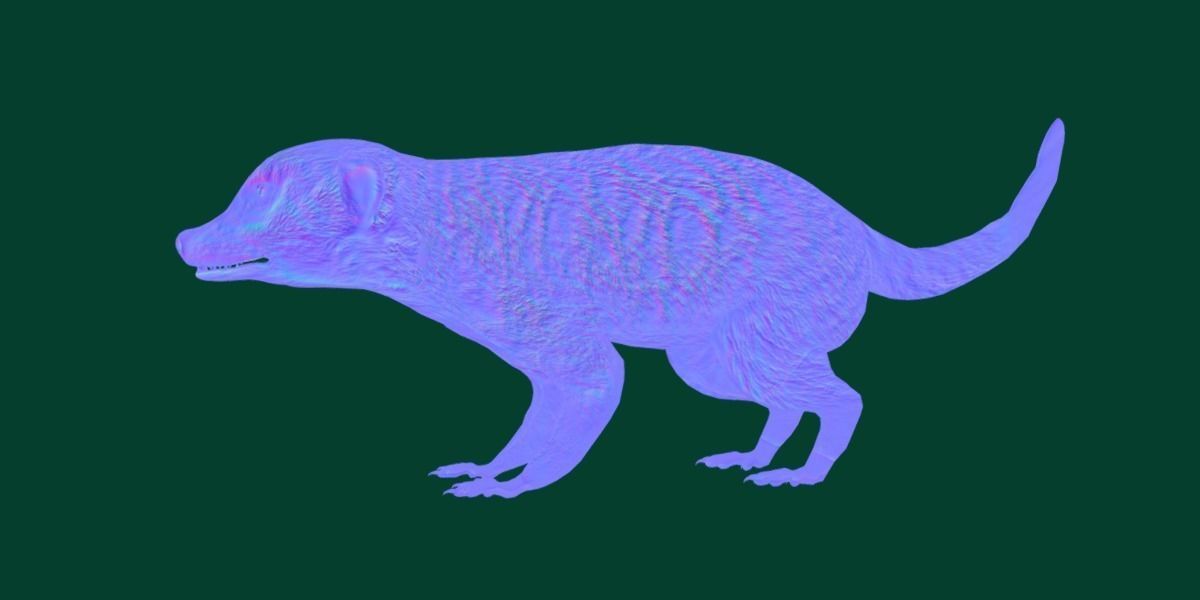 Slender Tailed Meerkat Mongoose 3D model_22