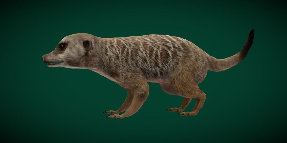 Slender Tailed Meerkat Mongoose 3D model_18