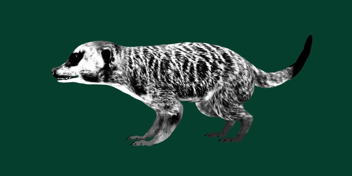 Slender Tailed Meerkat Mongoose 3D model_23
