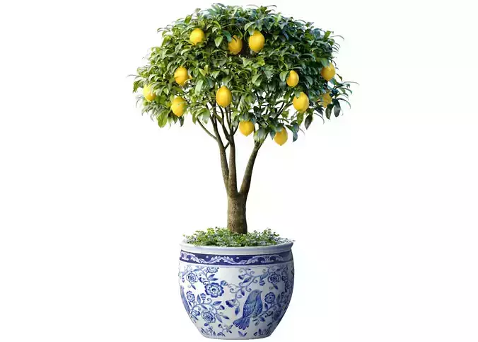 Lemon Tree in a potted flowerpot Ornamental Citrus Indoor plant