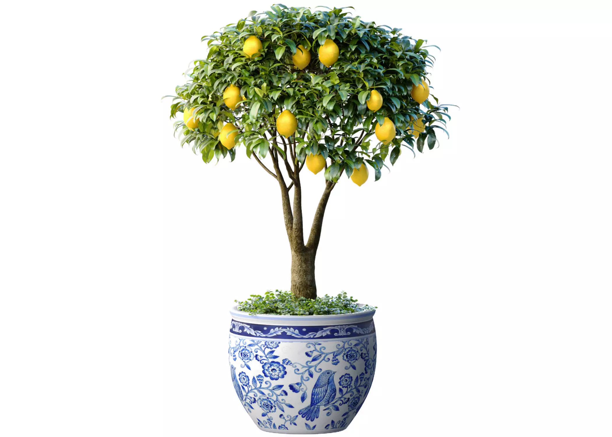Lemon Tree in a potted flowerpot Ornamental Citrus Indoor plant 3D model