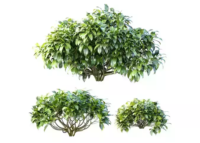 Outdoor garden plants shrubs bush tree