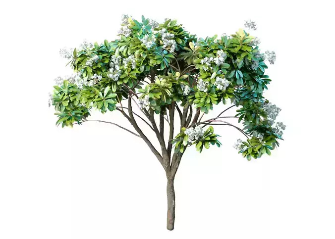 Decorative blooming outdoor garden tree with white flowers