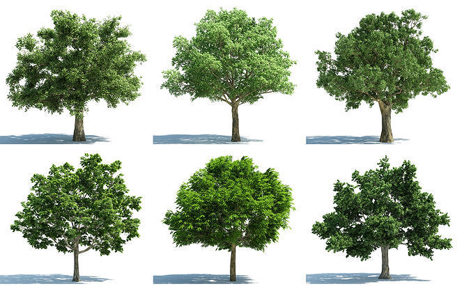 Modern Tree s 3D model
