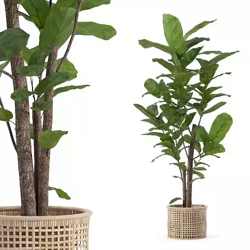 Ficus lyrata in modern flower pot