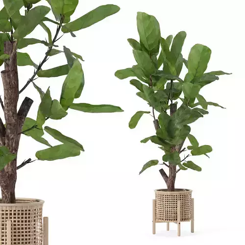Ficus lyrata in modern flower pot
