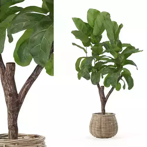 Ficus lyrata in modern flower pot