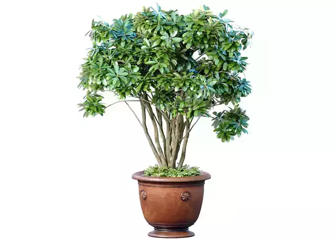 A money tree in a classic potted flowerpot  Indoor plant