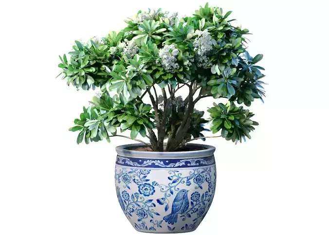 Decorative flowering garden plant with white flowers in vase pot