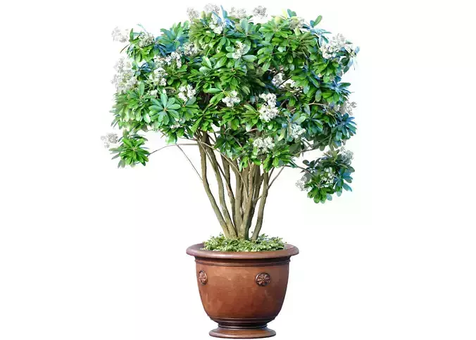Decorative flowering garden tree with white flowers in flowerpot