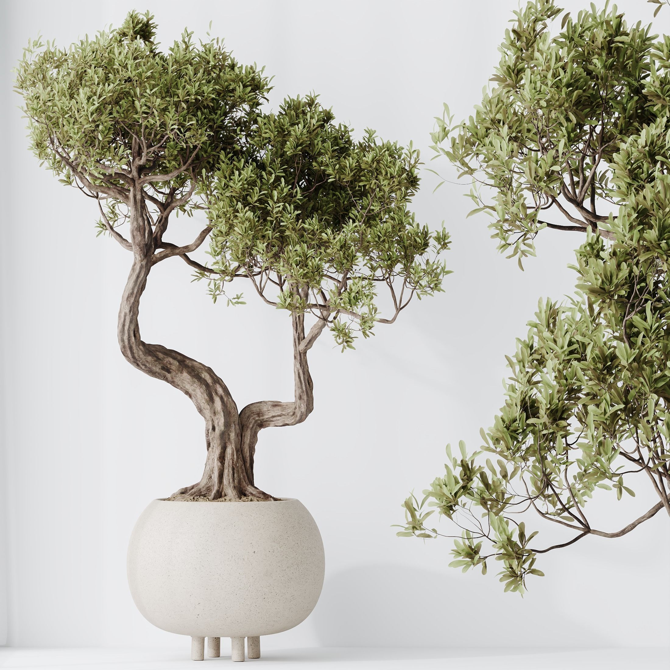 HQ HousePlants Ficus Retusa Microcarpa Bonsai Ginseng11 3D model_2