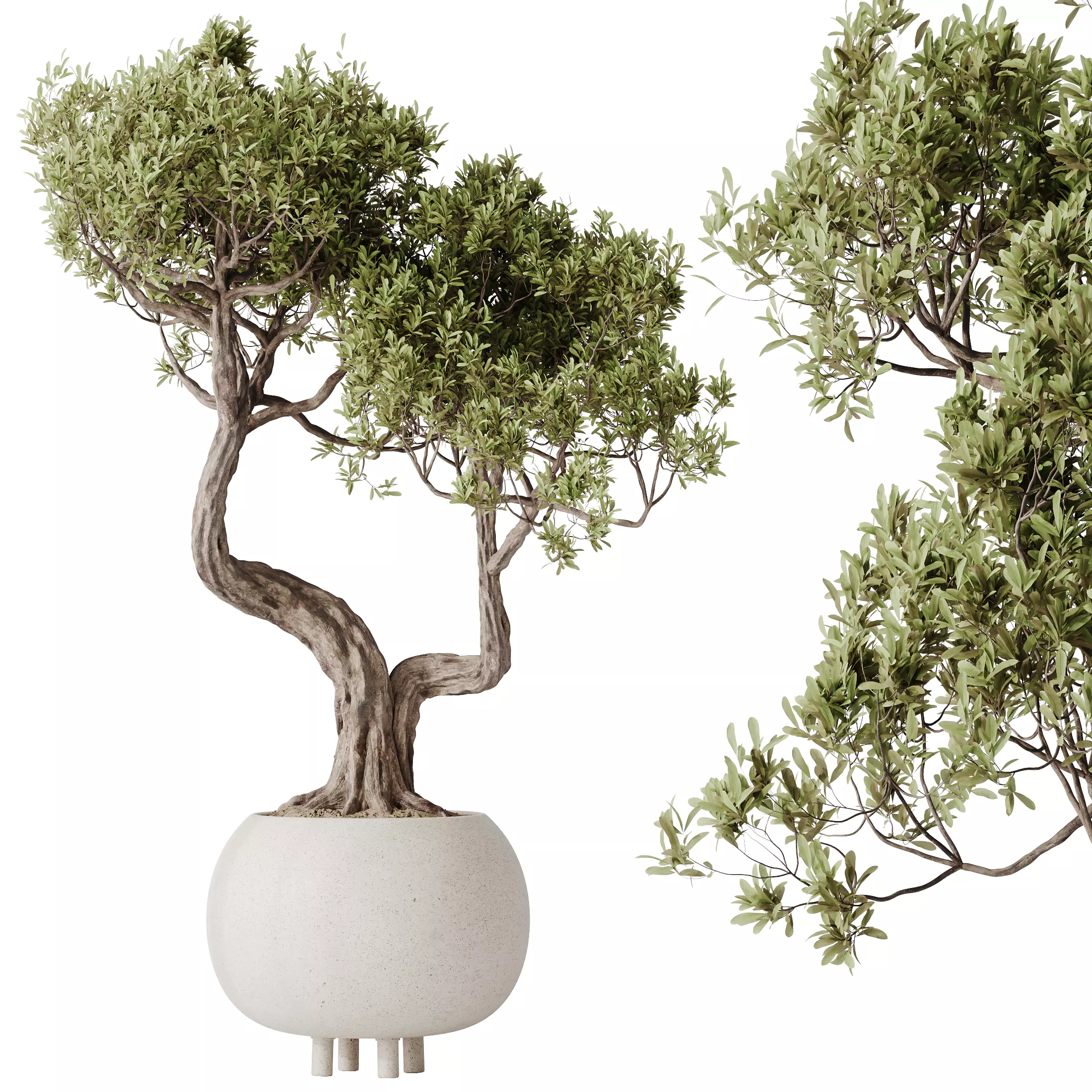 HQ HousePlants Ficus Retusa Microcarpa Bonsai Ginseng11 3D model_0