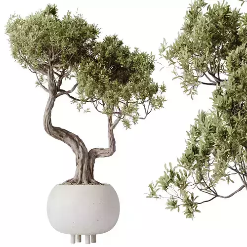 HQ HousePlants Ficus Retusa Microcarpa Bonsai Ginseng11 3D model