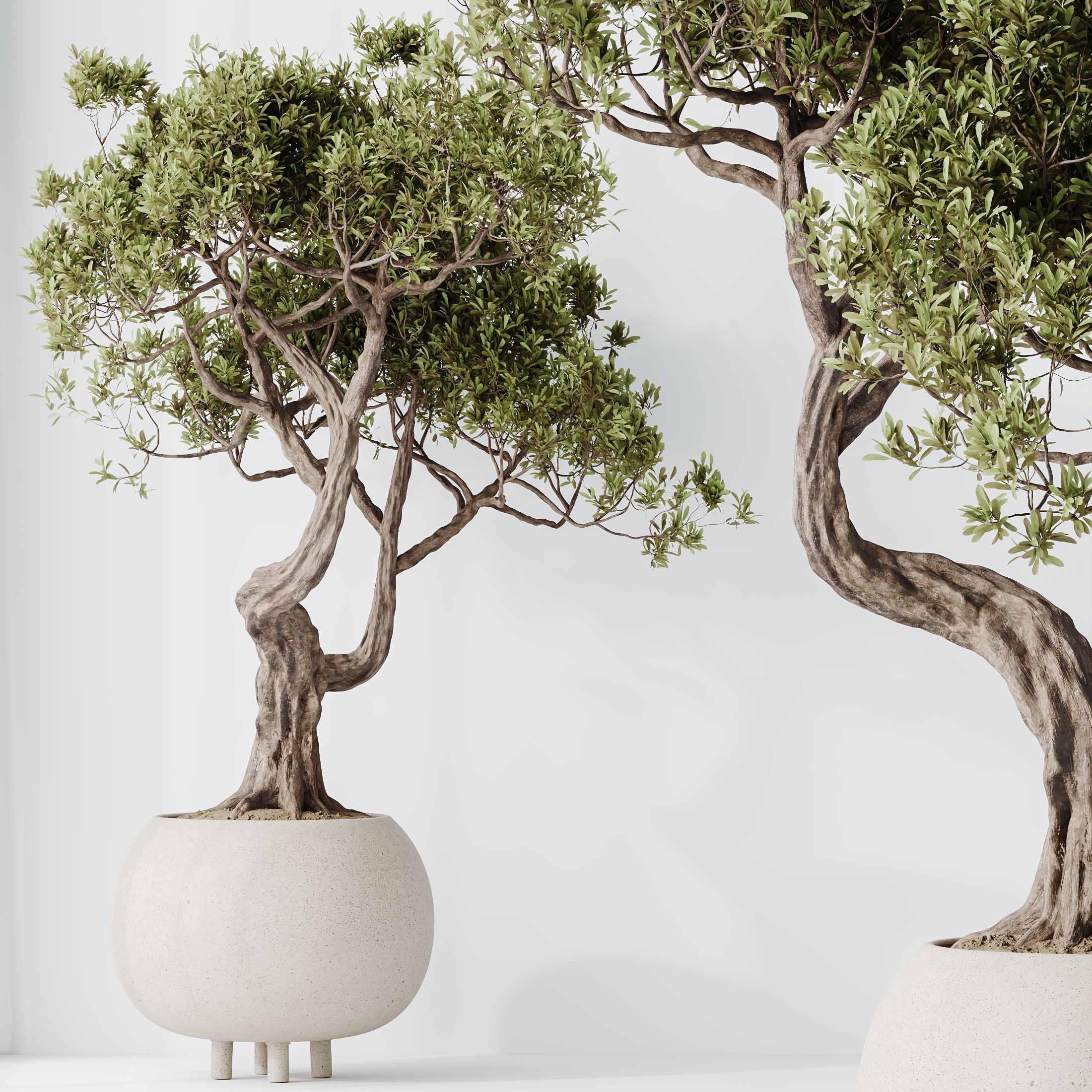 HQ HousePlants Ficus Retusa Microcarpa Bonsai Ginseng11 3D model_1