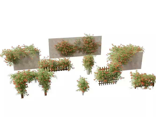 Campsis radicans - Trumpet vine 3D model