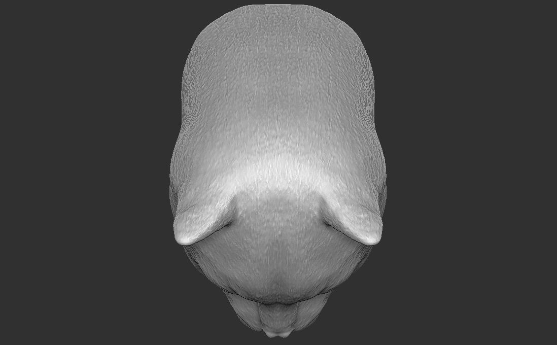 Domestic shorthair cat for 3D printing 3D print model_23