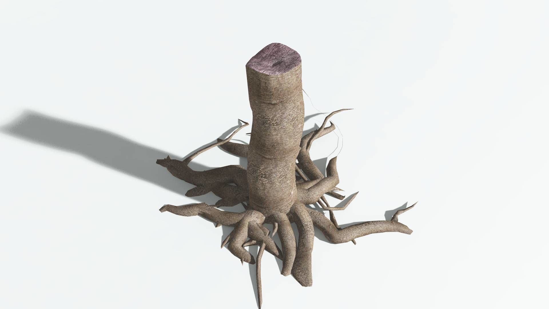 EVERYPlant Glossopteris 2 --20 Models-- 3D model_22