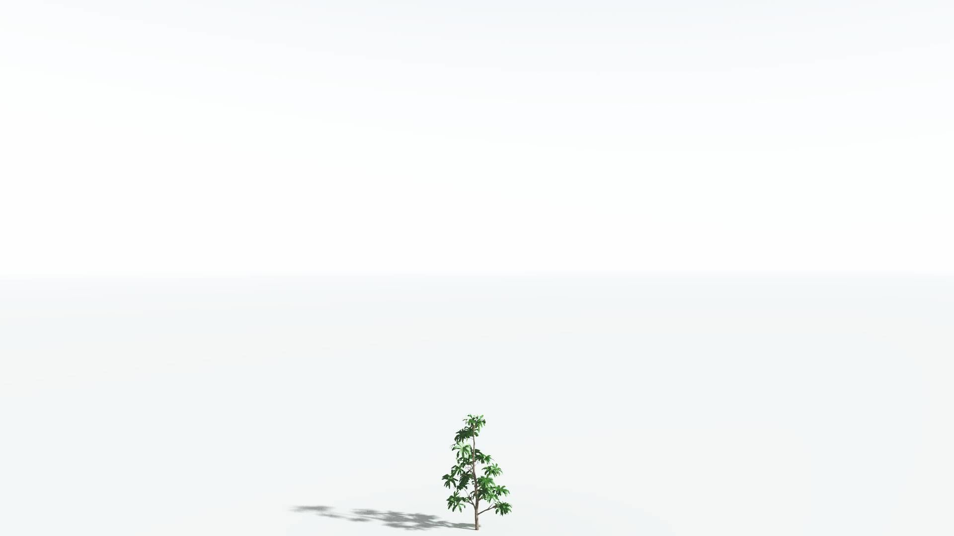 EVERYPlant Glossopteris 2 --20 Models-- 3D model_29