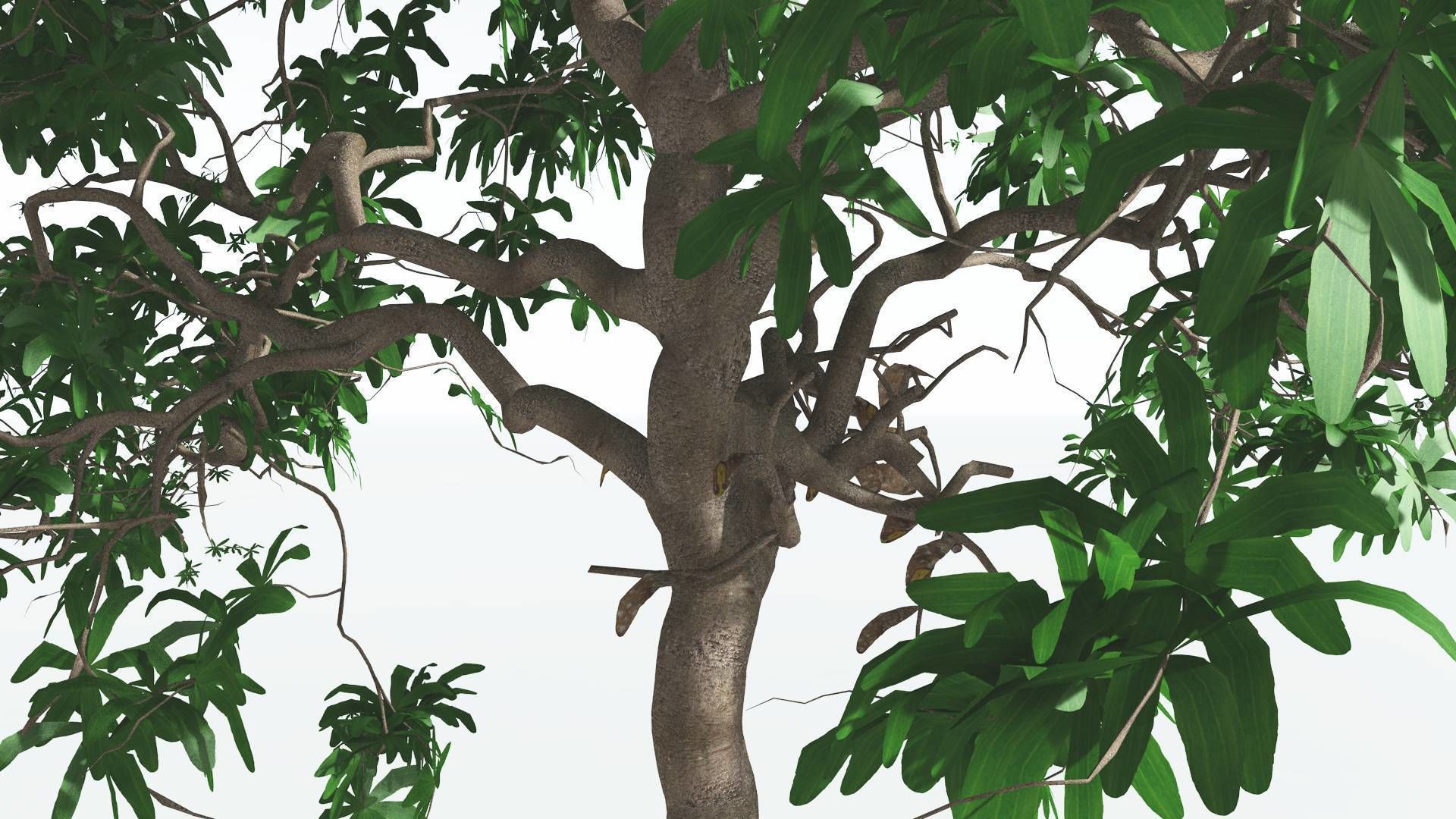 EVERYPlant Glossopteris 2 --20 Models-- 3D model_26