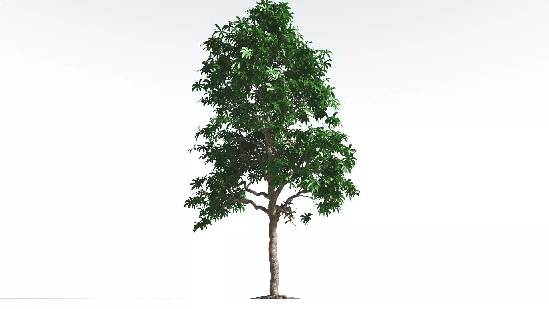 EVERYPlant Glossopteris 2 --20 Models-- 3D model_0