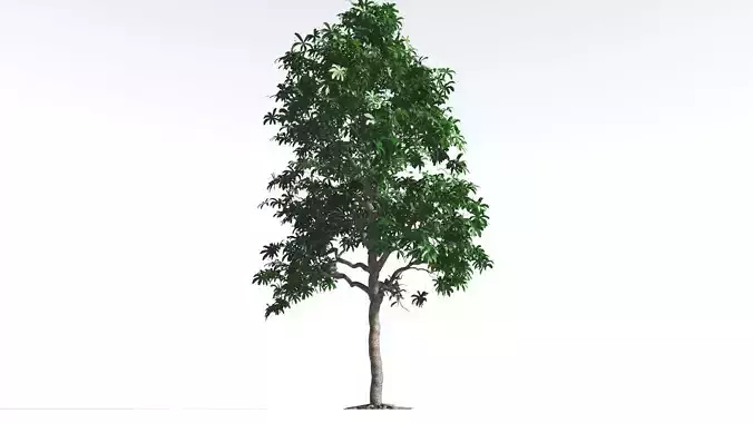 EVERYPlant Glossopteris 2 --20 Models-- 3D model