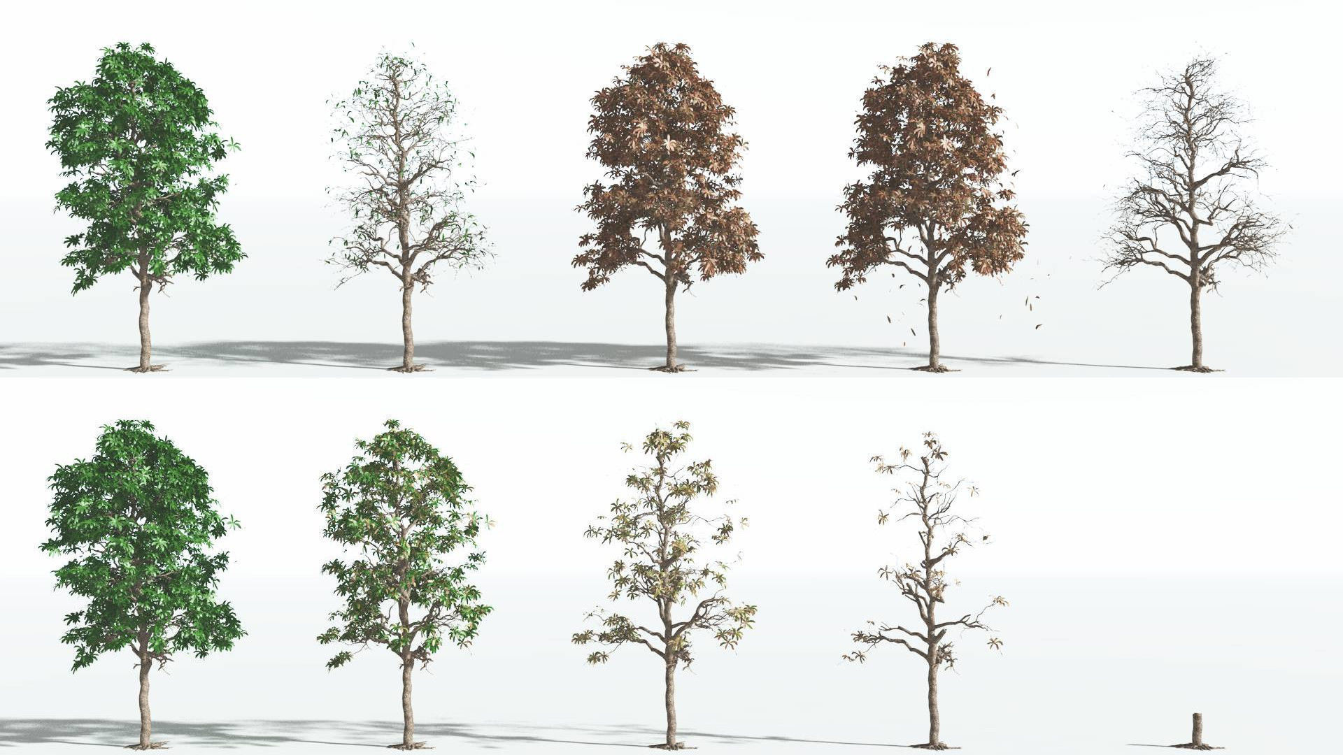 EVERYPlant Glossopteris 2 --20 Models-- 3D model_1