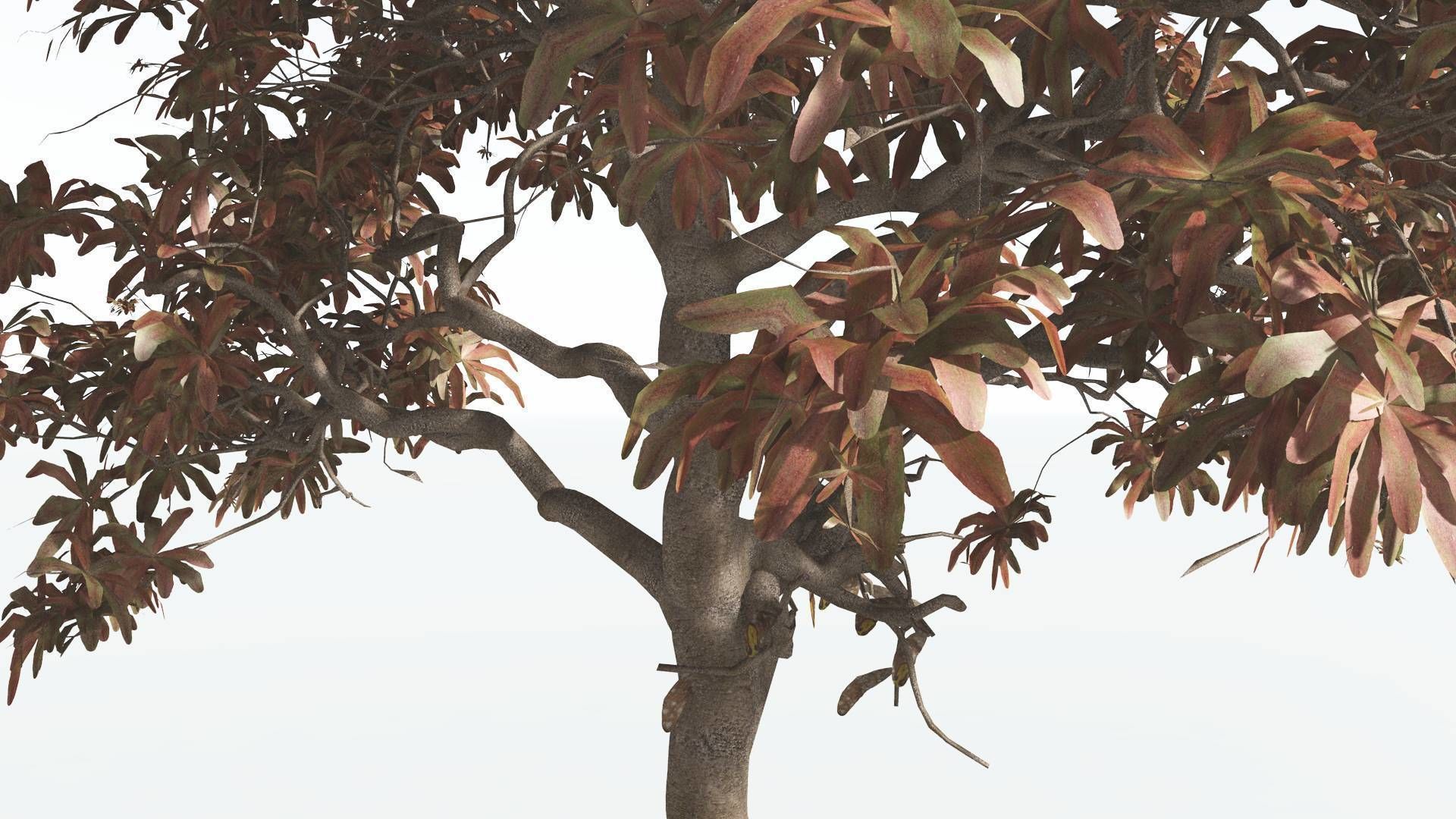 EVERYPlant Glossopteris 2 --20 Models-- 3D model_8