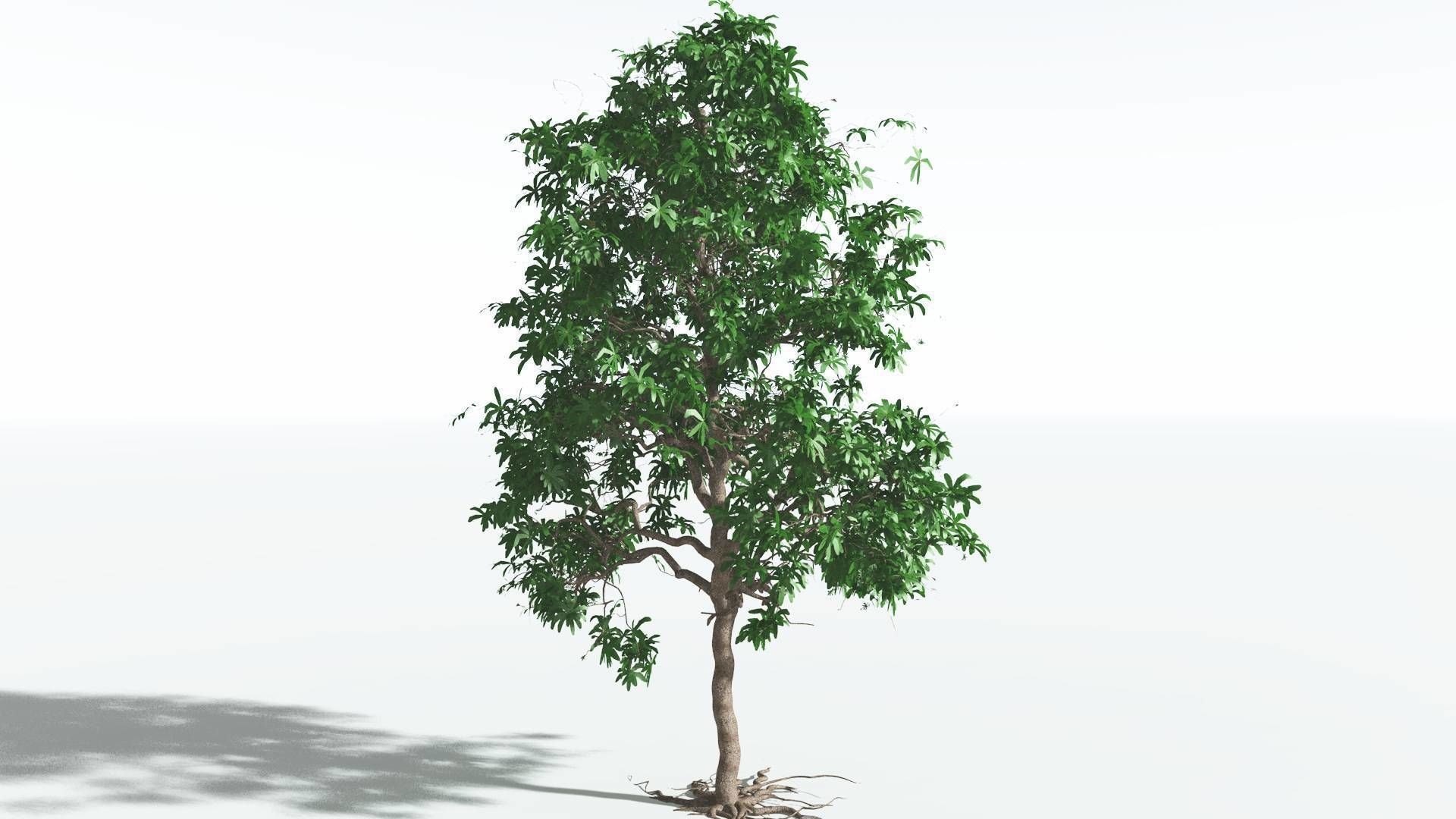 EVERYPlant Glossopteris 2 --20 Models-- 3D model_25