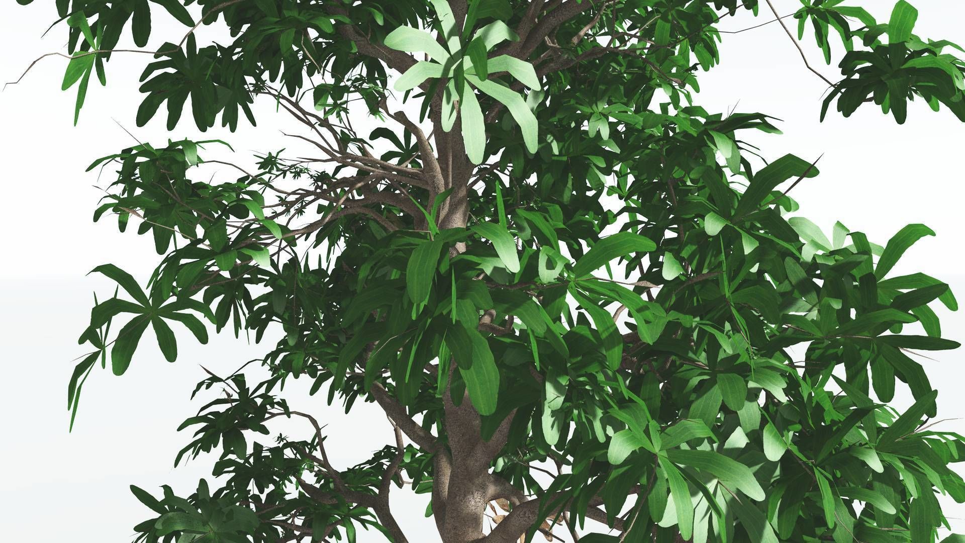EVERYPlant Glossopteris 2 --20 Models-- 3D model_28