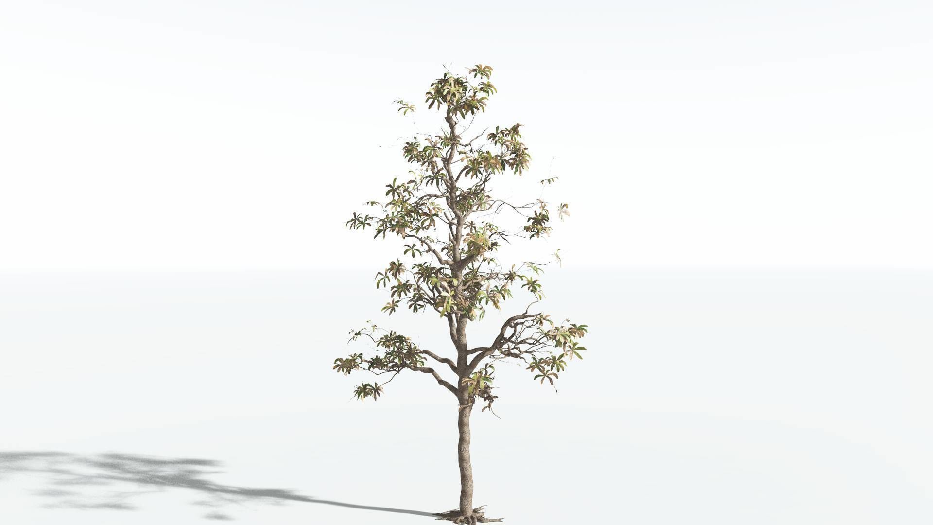 EVERYPlant Glossopteris 2 --20 Models-- 3D model_17